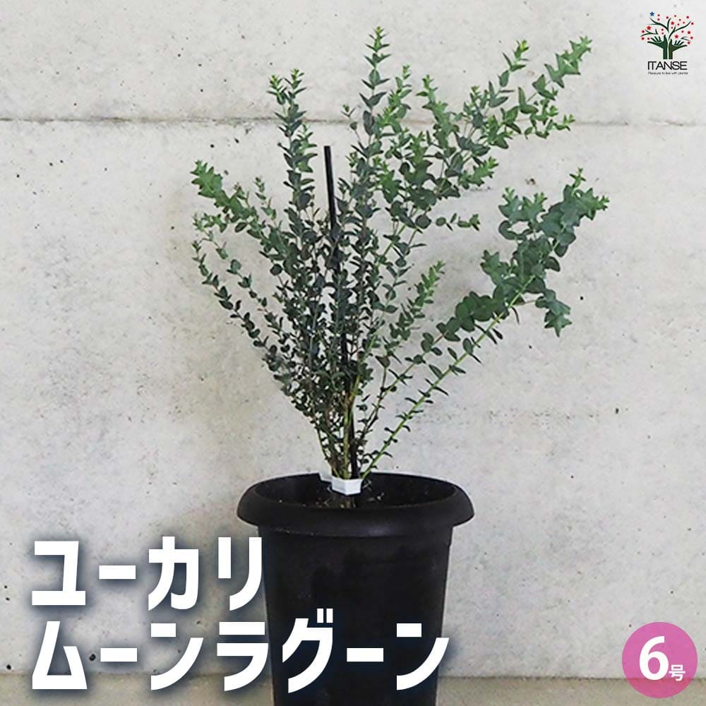 ユーカリ ムーンラグーン 【花木苗 6号鉢／1個売り】