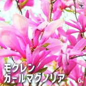 モクレン ガールマグノリア 【花木苗 6号鉢／1個売り】|植木・花木