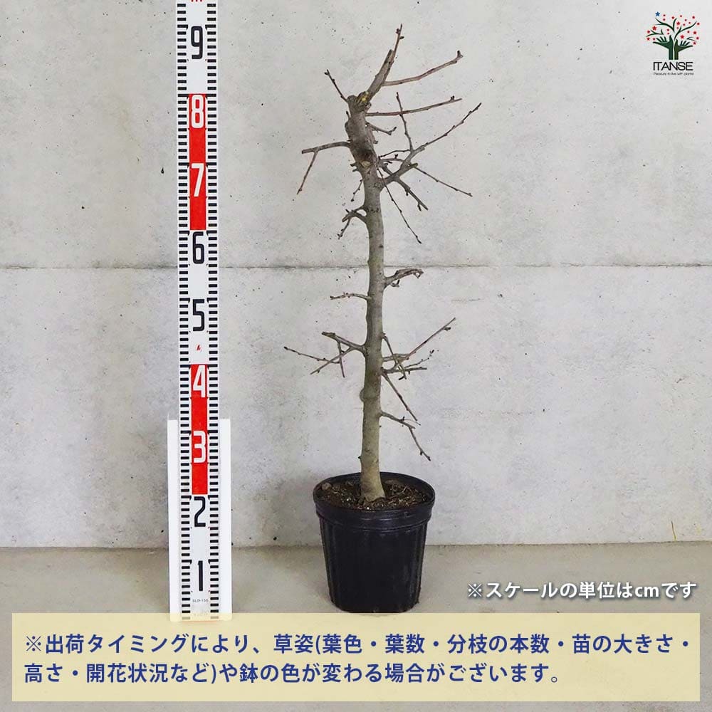 ハナカイドウ 【花木苗 6号ポット／1個売り】｜ 【植物のITANSE