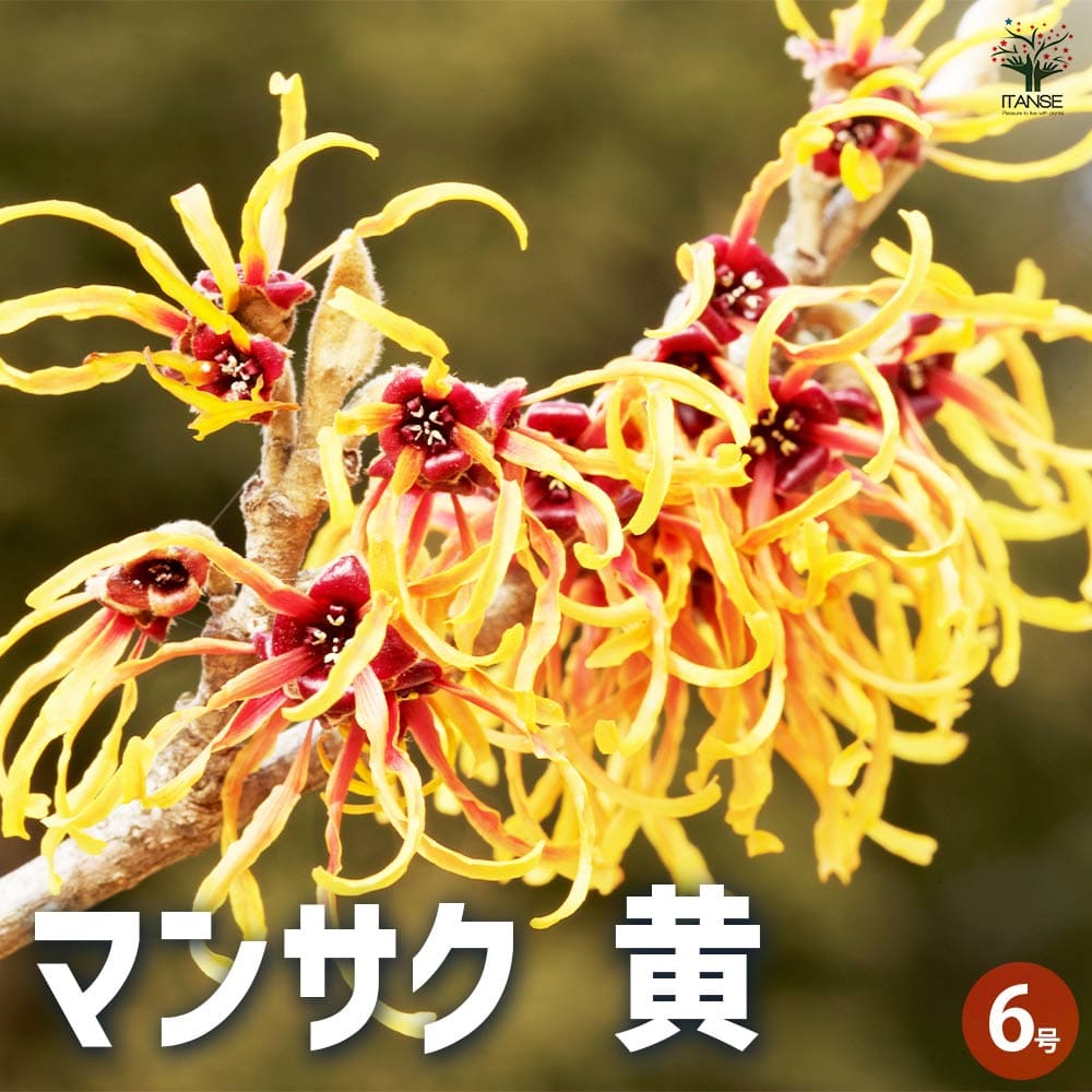マンサク 【花木苗 6号鉢／1個売り】
