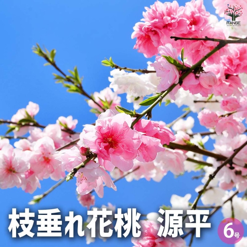 花桃 咲き分源平 【花木苗 4.5号ポット／1個売り】｜ 【植物の