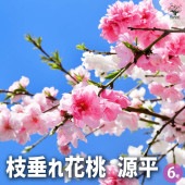 花桃 枝垂れ花桃 源平 【花木苗 6号鉢／1個売り】|植木・花木