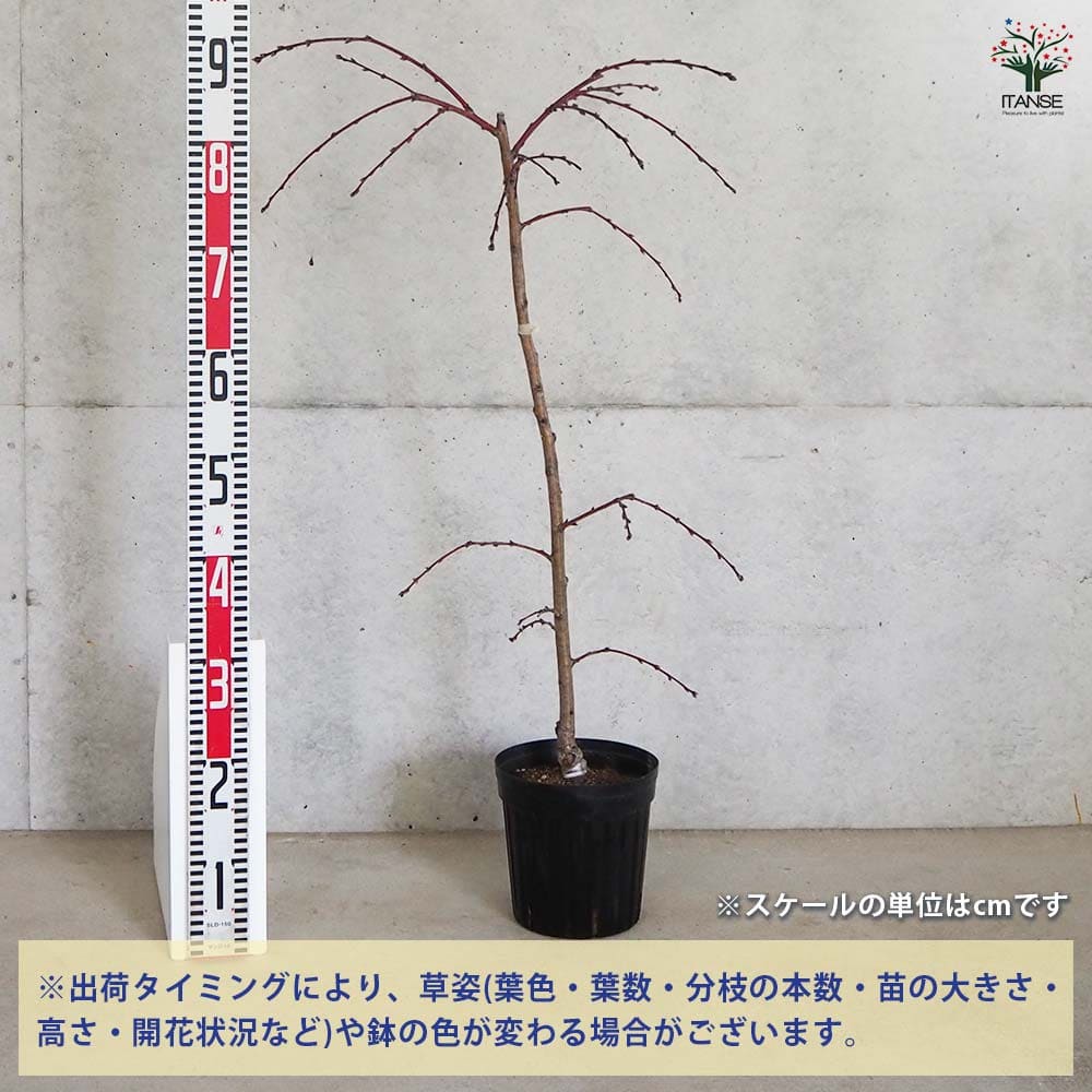 花桃 枝垂れ花桃 ひなのたき 【花木苗 6号鉢／1個売り】｜ 【植物の