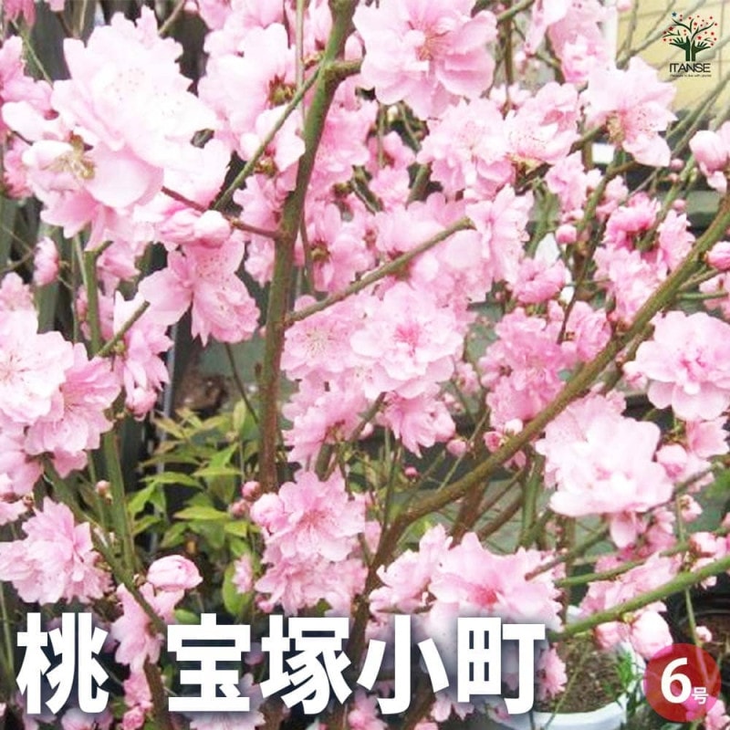 ヤマアジサイ 海峡(カイキョウ)【花苗 4.5号ポット】｜ 【植物の