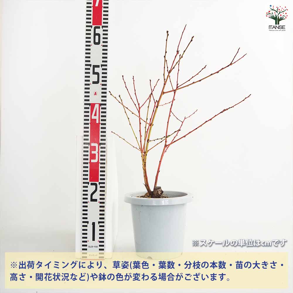 花桃 宝塚小町 【花木苗 6～7号鉢／1個売り】｜ 【植物のITANSE