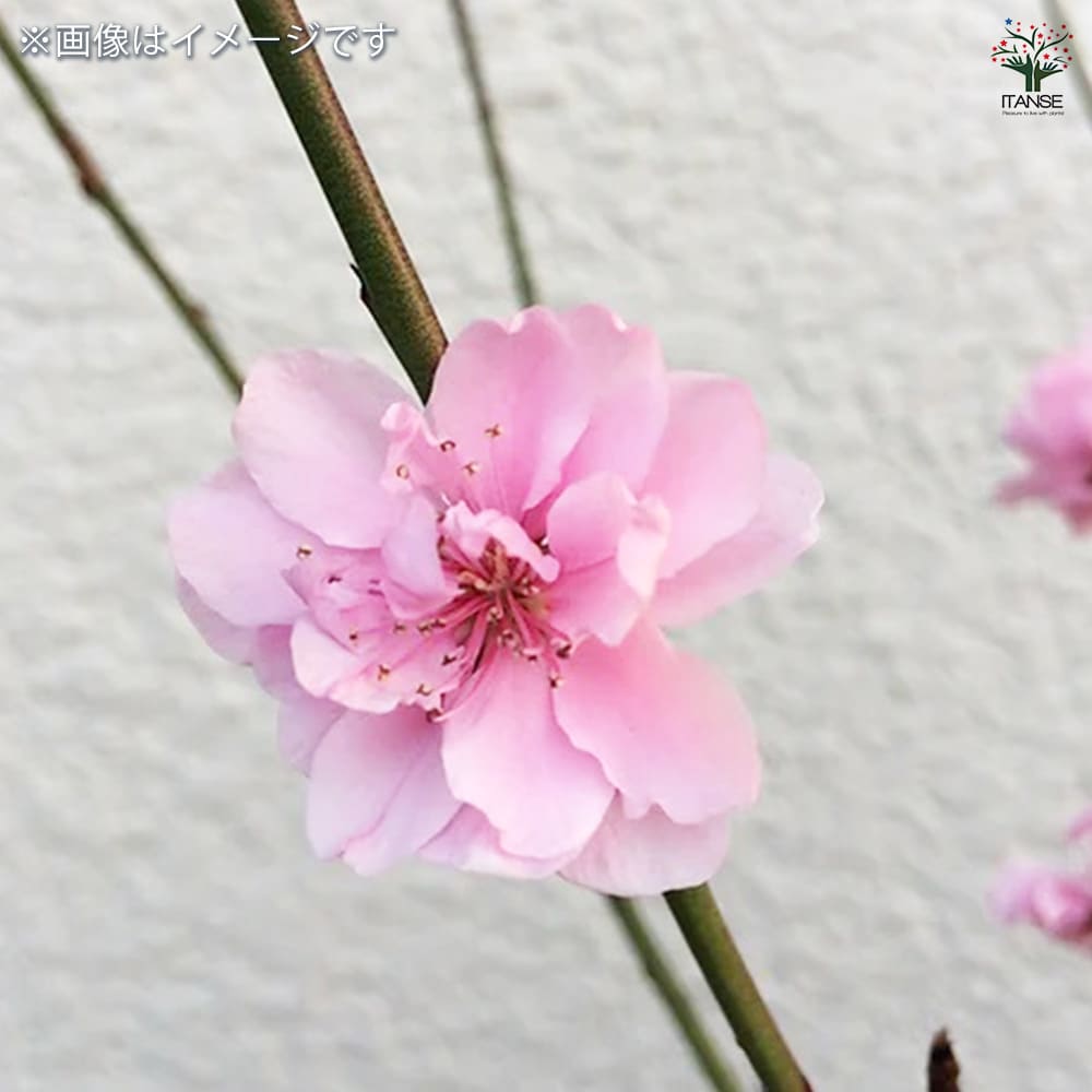 桃花出品 オーダー会】桃染のひな 松に梅・松に藤／上出長右衛門窯（かみで