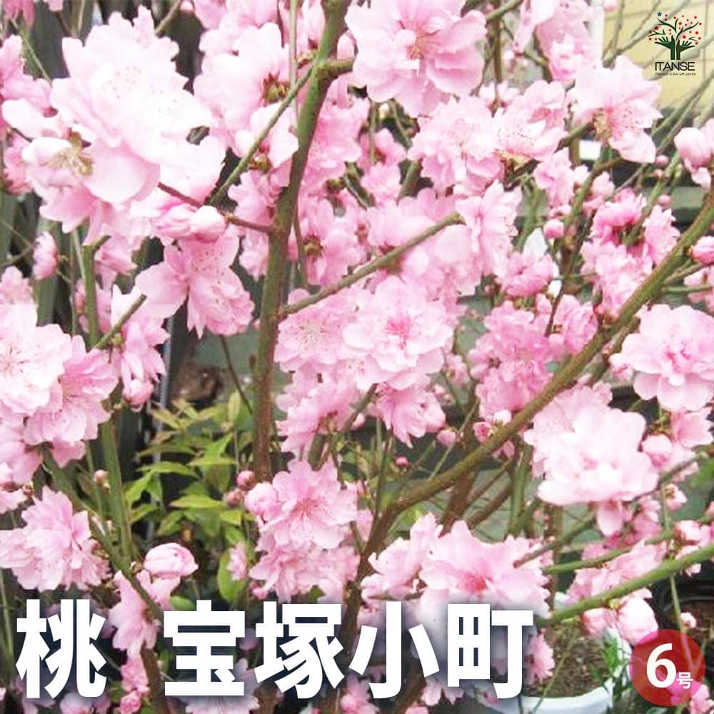 花桃ページ 花桃 宝塚小町 【花木苗 6～7号鉢／1個売り】｜ 【植物のITANSE