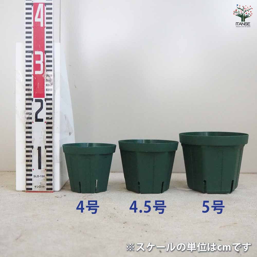 スリット鉢 【プラ鉢 4.5号】｜ 【植物のITANSE】全品送料無料 