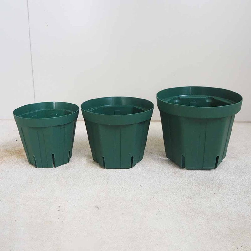 ☀️【Helleborus　thibetanus】☀️4号スリット鉢ロング植え スリット鉢 【プラ鉢 4号ロング】｜ 【植物のITANSE】全品送料