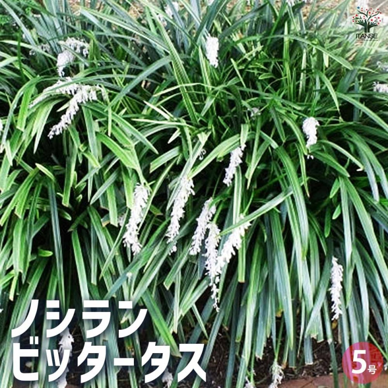 薔薇の苗 ブライダルピンク (四季咲きフロリバンダローズ)【花苗新苗4