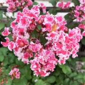サルスベリ ペパーミントレース(夏祭り) 【花木苗 6号鉢／1個売り】|植木・花木