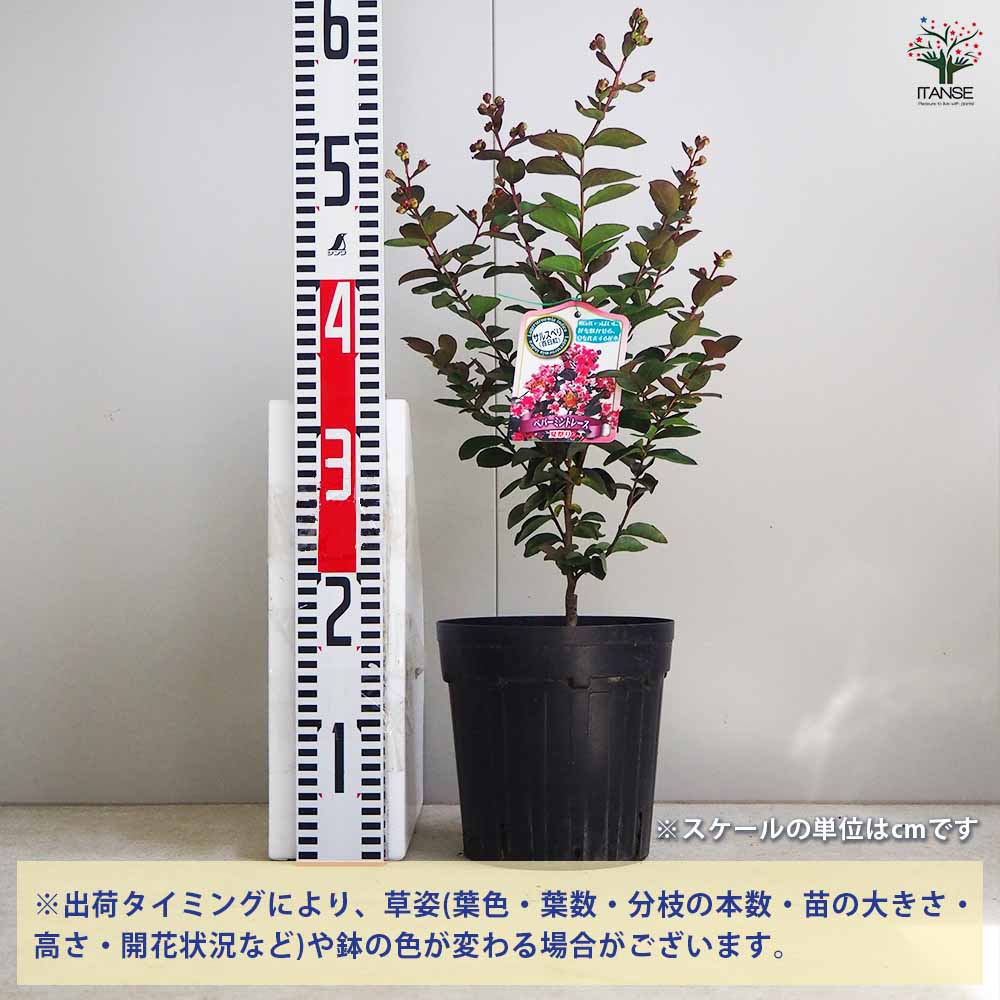 サルスベリ ペパーミントレース(夏祭り) 【花木苗 6号鉢／1個