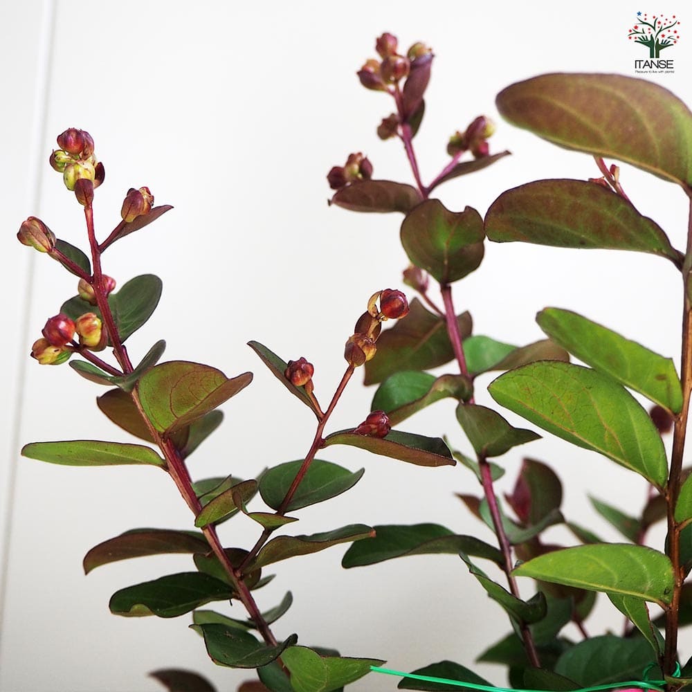 百日紅 サルスベリ 夏祭り/ 524