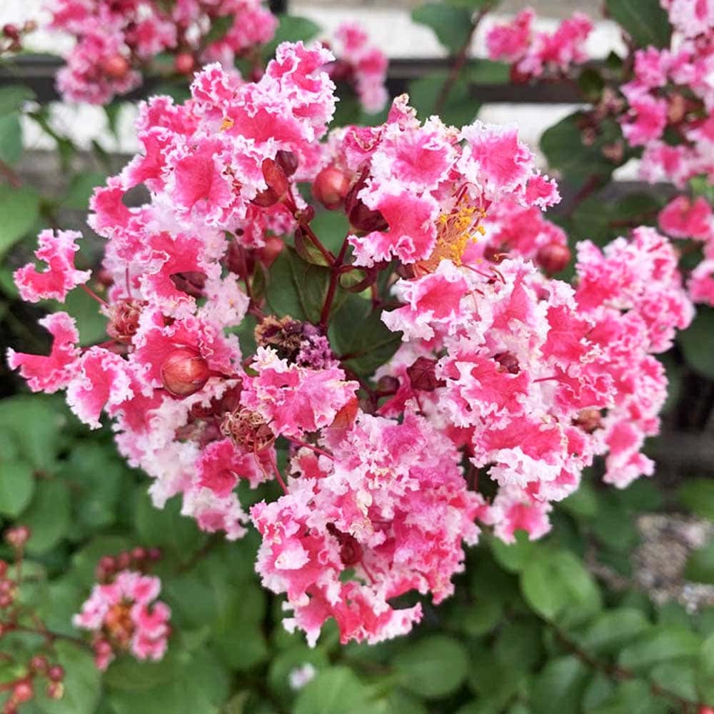 サルスベリ ペパーミントレース(夏祭り) 【花木苗 6号鉢／1個売り