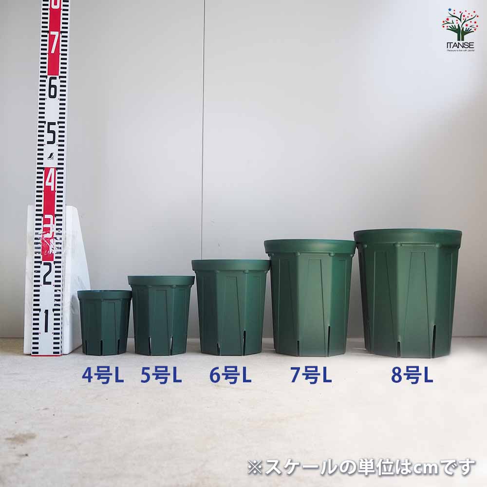 スリット鉢 スリット鉢 プラ鉢 325型｜ 植物のＩＴＡＮＳＥ全品送料無料