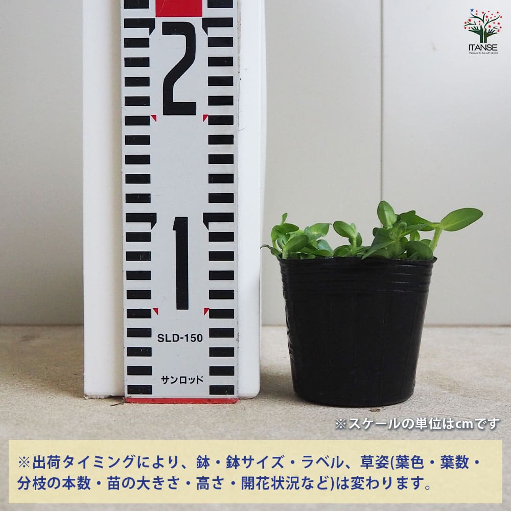 追加商品画像