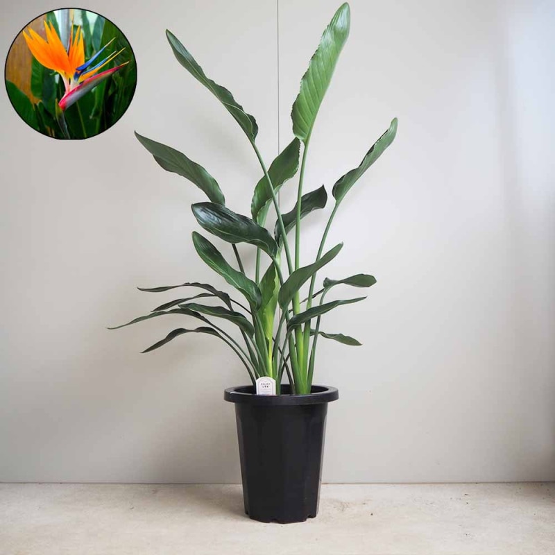 オリーブの苗木 シプレッシーノ【果樹の苗木 7号白テーパード鉢