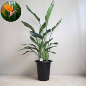 ストレリチア レギネ(極楽鳥花) 【観葉植物 8号鉢／1個売り】|観葉植物