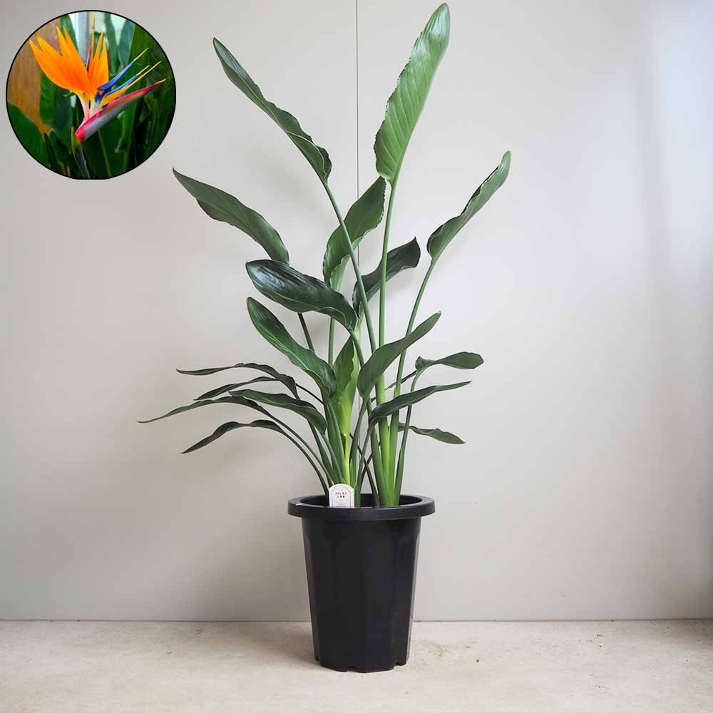 ストレリチア レギネ(極楽鳥花) 【観葉植物 8号鉢／1個売り】