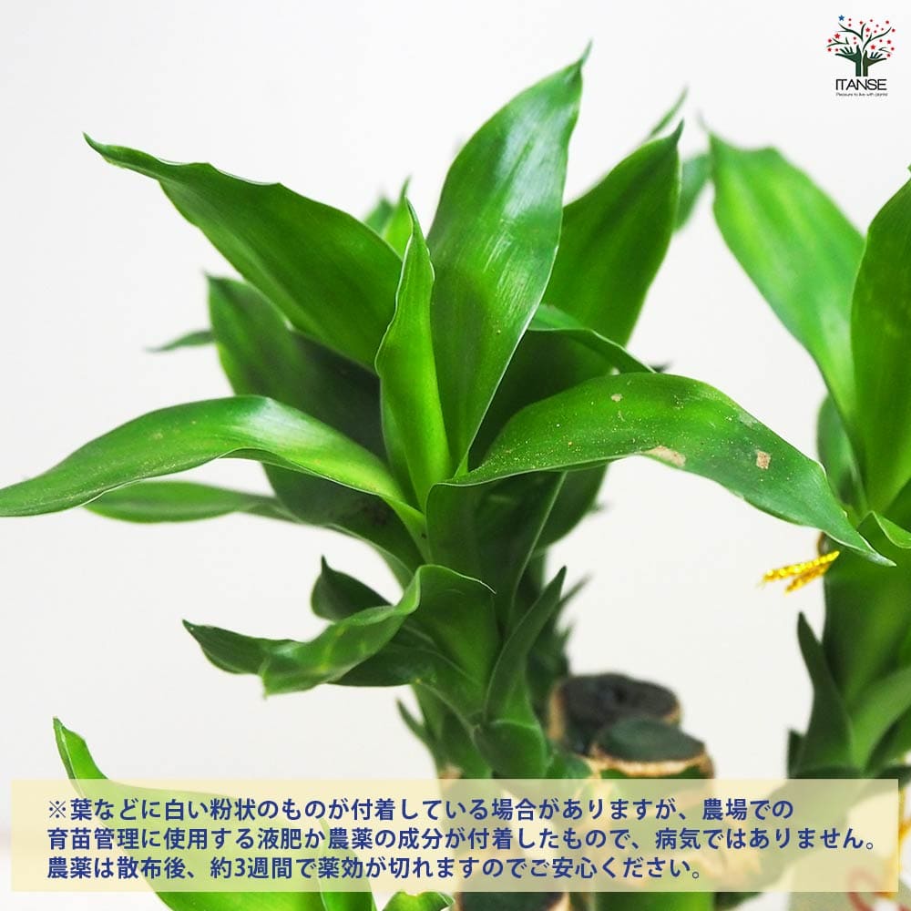 ミリオンバンブー 【観葉植物 3.5号鉢】｜ 【植物のITANSE】全品