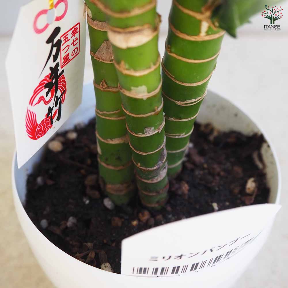 ミリオンバンブー 【観葉植物 3.5号鉢】｜ 【植物のITANSE】全品