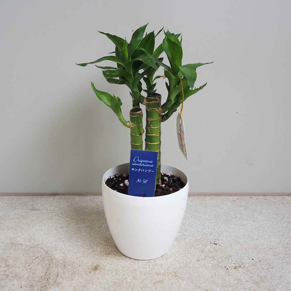 ミリオンバンブー 【観葉植物 3.5号鉢】