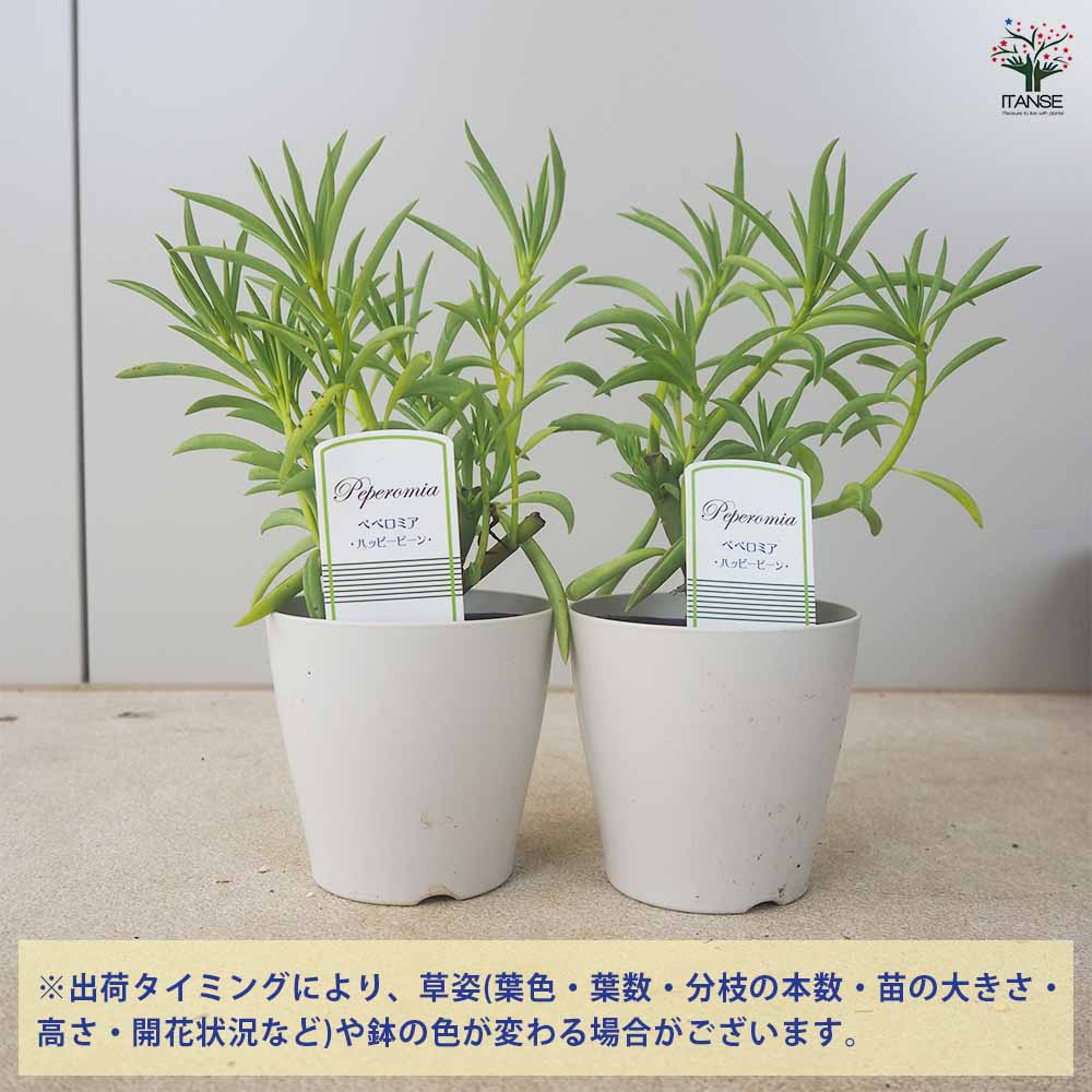ペペロミア　ハッピービーン☆② Amazon｜観葉植物 ペペロミア ハッピービーン｜観葉植物