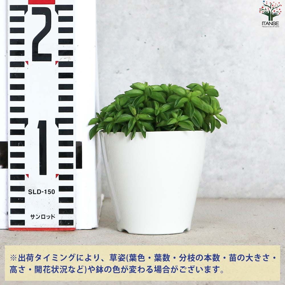 ペペロミア ニパドラ 【観葉植物 3.5号鉢／1個売り】｜ 【植物の