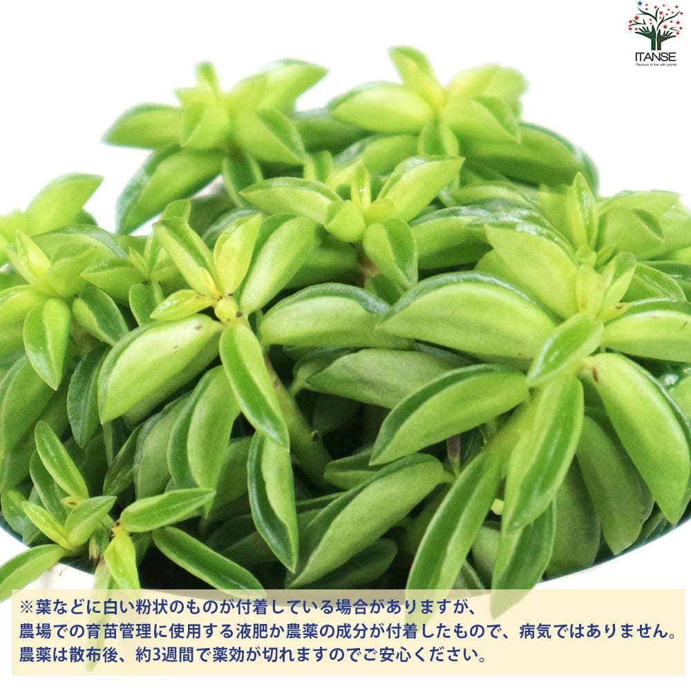 ペペロミア ニパドラ 【観葉植物 3.5号鉢／1個売り】｜ 【植物の