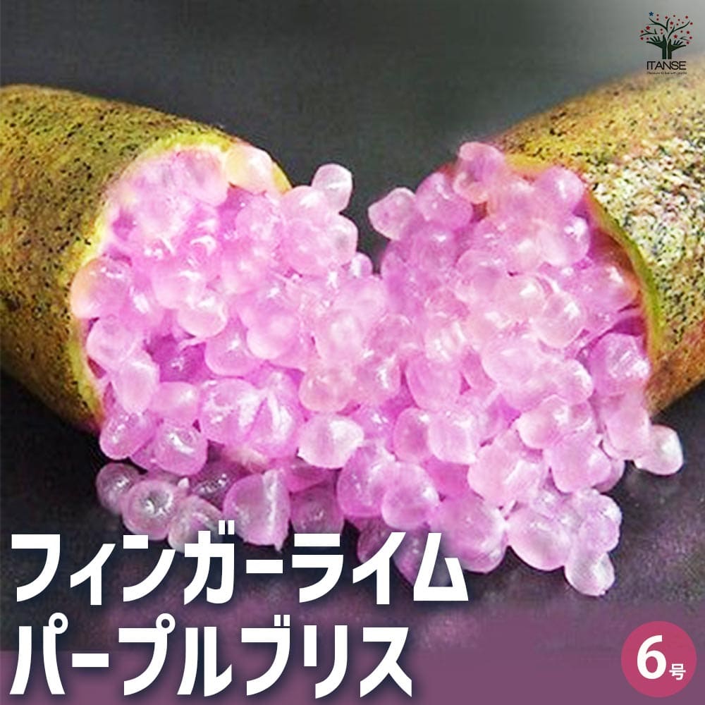 フィンガーライム パープルブリス 【果樹の苗木 6号鉢／1個売り