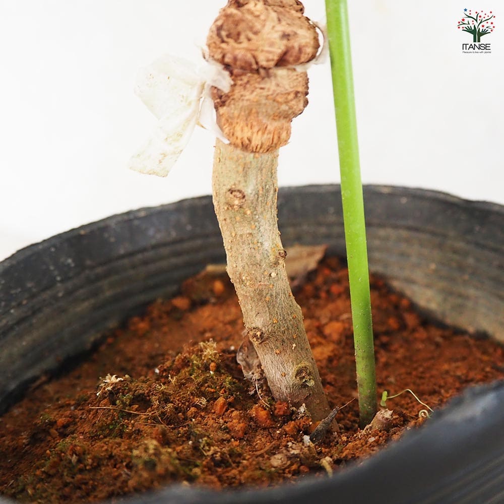 大実オリーブ ハーディーズマンモス 【果樹の苗木 5号／1個売り