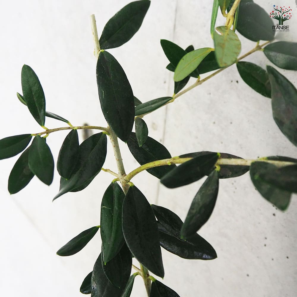 大実オリーブ ハーディーズマンモス 【果樹の苗木 5号／1個売り