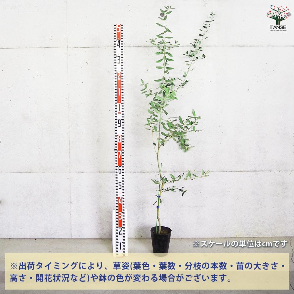 大実オリーブ ブガ 【果樹の苗木 5号／1個売り】｜ 【植物の