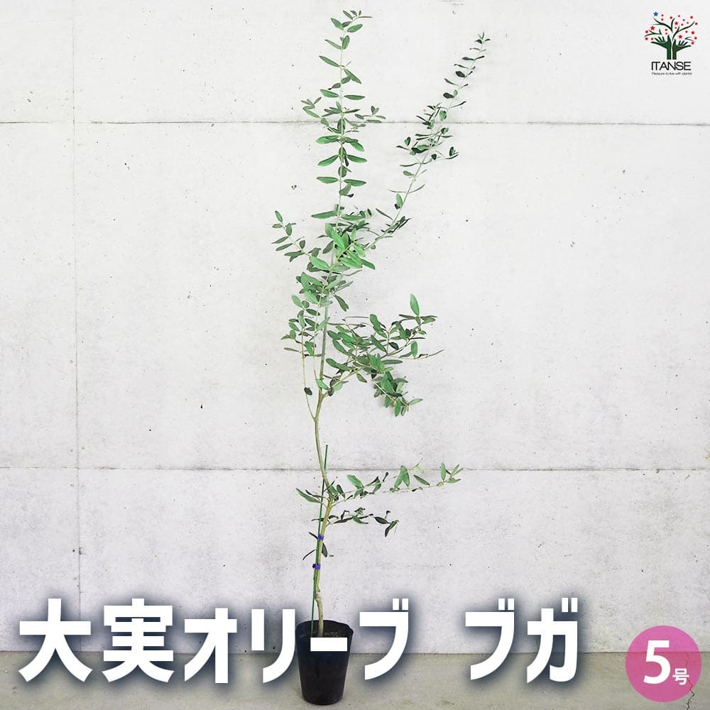 大実オリーブ ブガ 【果樹の苗木 5号／1個売り】
