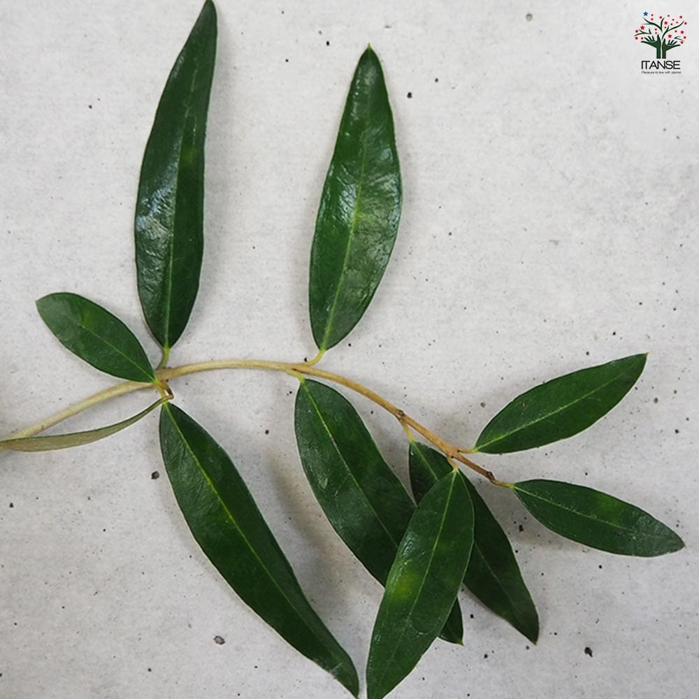 大実オリーブ ジャンボカラマタ 【果樹の苗木 5号／1個売り】｜ 【植物