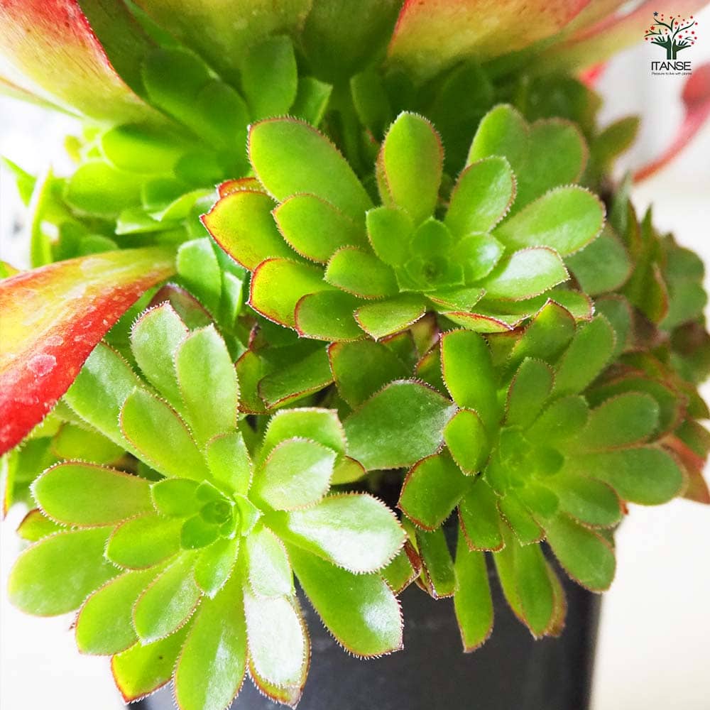 センポニウム シエナ 【多肉植物 5号／1個売り】｜ 【植物の