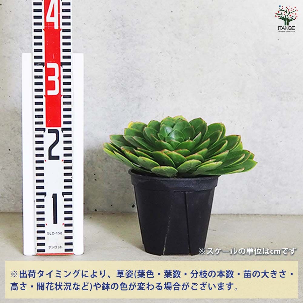 センポニウム ダイヤモンド 【多肉植物 5号／1個売り】｜ 【植物の