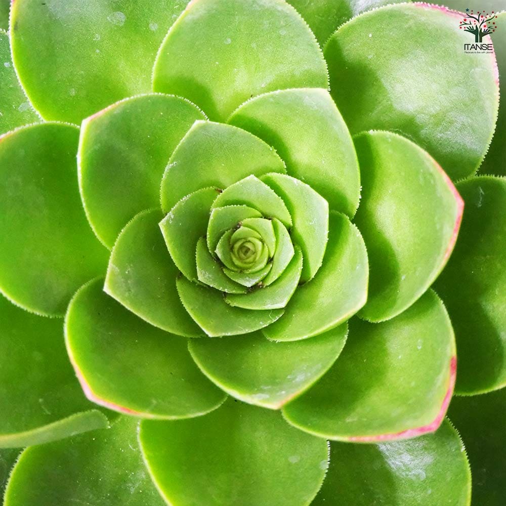 ダイヤモンドアートクラブ【多肉植物】 中級 フル ダイヤモンドアート キット ビーズ刺繍 多肉植物