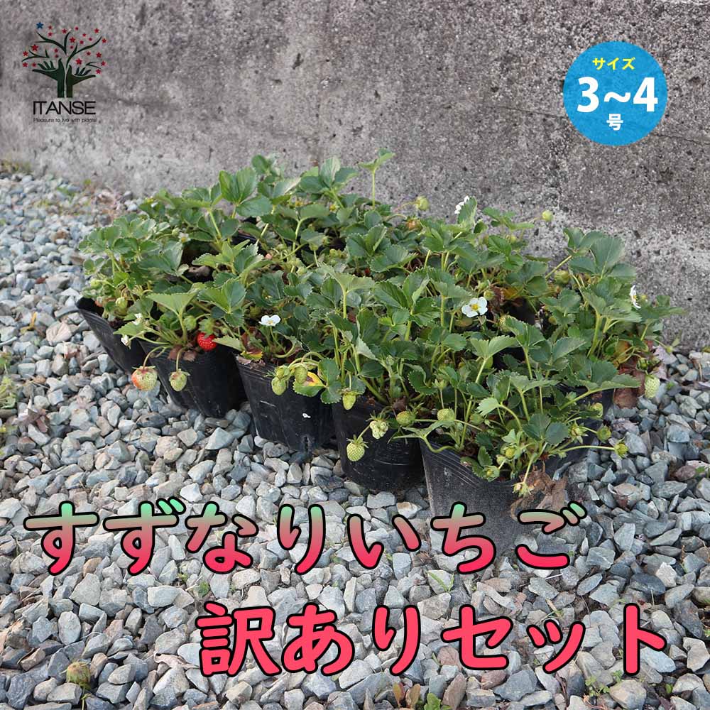訳ありすずなりいちご 【野菜の苗 9～12cm】
