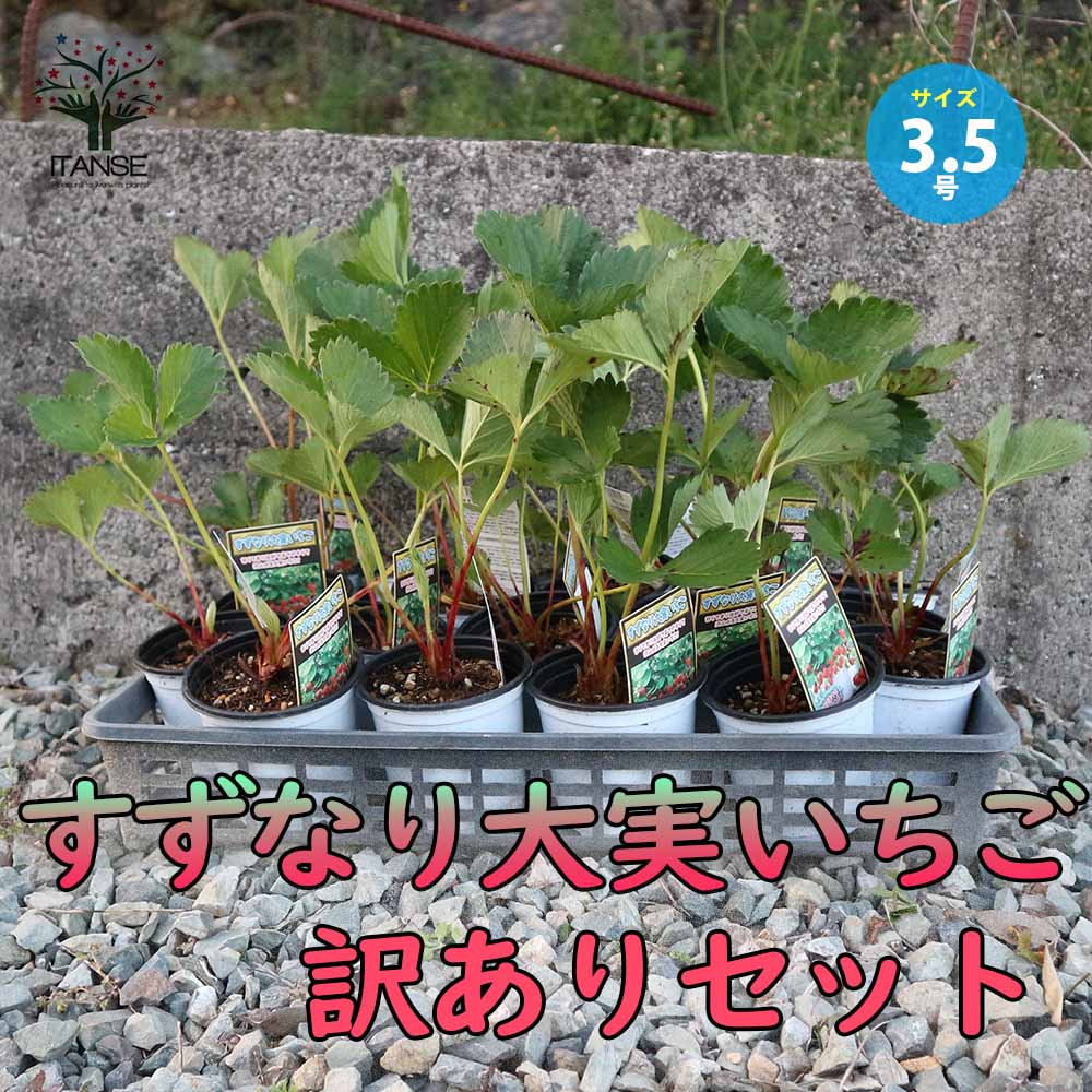 訳ありすずなり大実いちご 【野菜の苗 10.5cm】