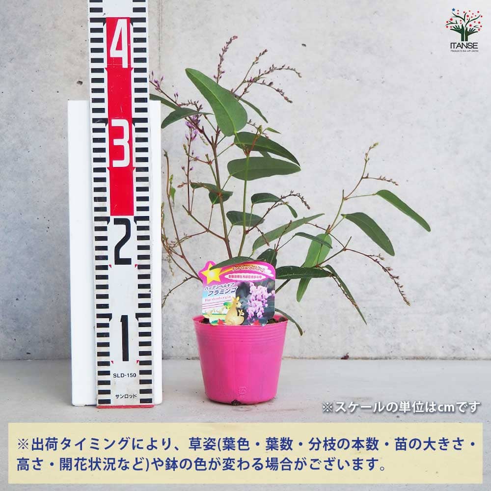 ハーデンベルギア フラミンゴ 【花木苗 3.5号】｜ 【植物の