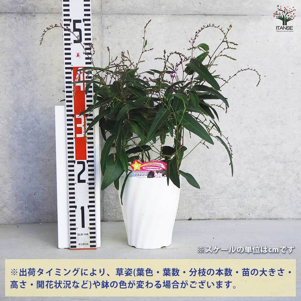 ハーデンベルギア フラミンゴ 【花木苗 5号】｜ 【植物のITANSE 