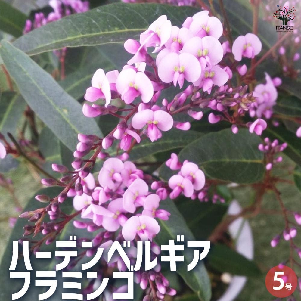 ガーデンベルギア確認用 ハーデンベルギア フラミンゴ 【花木苗 5号】｜ 【植物のITANSE