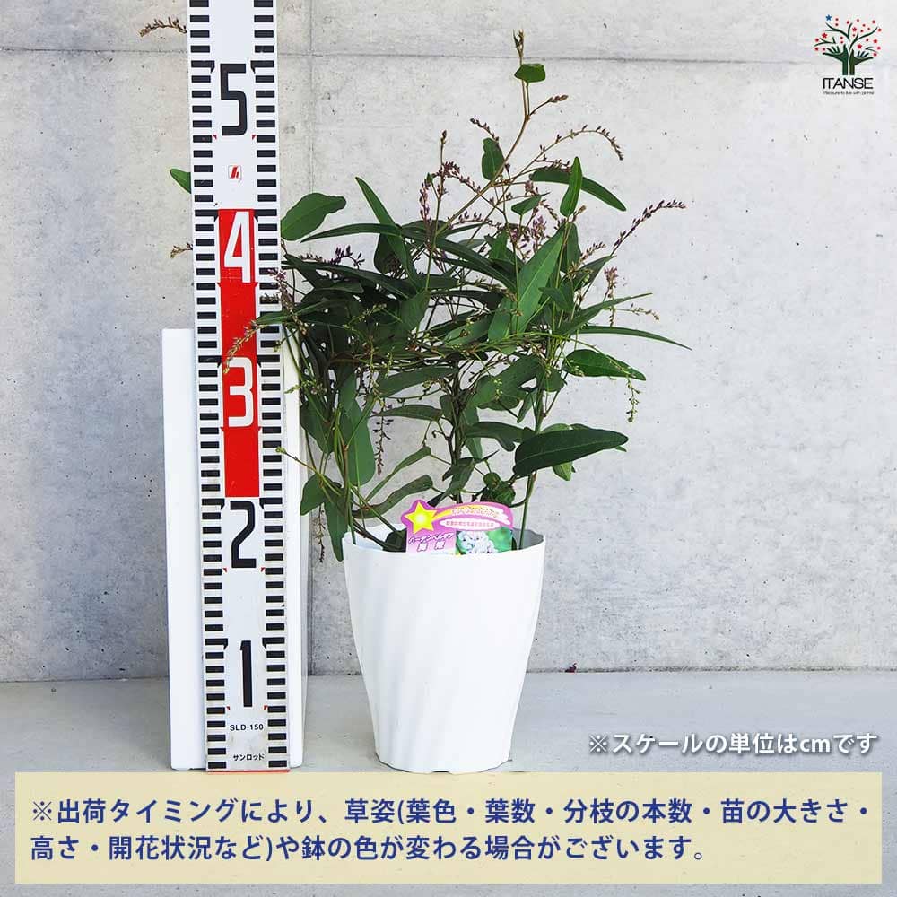 ハーデンベルギア 舞姫 【花木苗 5号】｜ 【植物のITANSE
