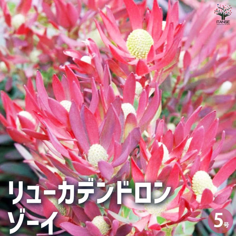 リューカデンドロン ゾーイ 【花木苗 5号／1個売り】