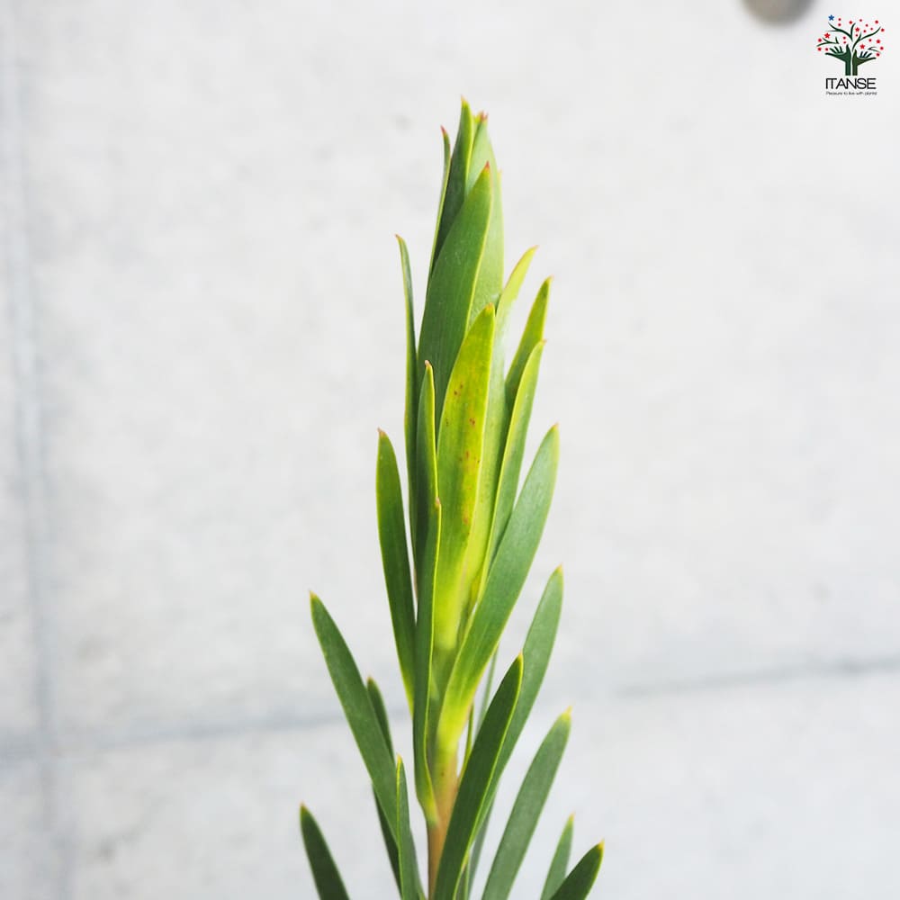 ◎MON◎です♪複数割引！ブルーベリー3 リューカデンドロン5 リンドウ2 楽天市場】鉢花 観葉植物：リューカデンドロン デュリフ*5号 黒