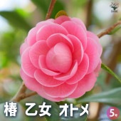 椿 乙女 【花木苗 5号Lサイズ／1個売り】|植木・花木