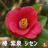 椿 紫泉 【花木苗 5号Lサイズ／1個売り】|椿|植木・花木