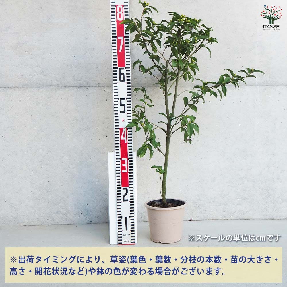 椿 春風 【花木苗 5号Lサイズ／1個売り】｜ 【植物のITANSE