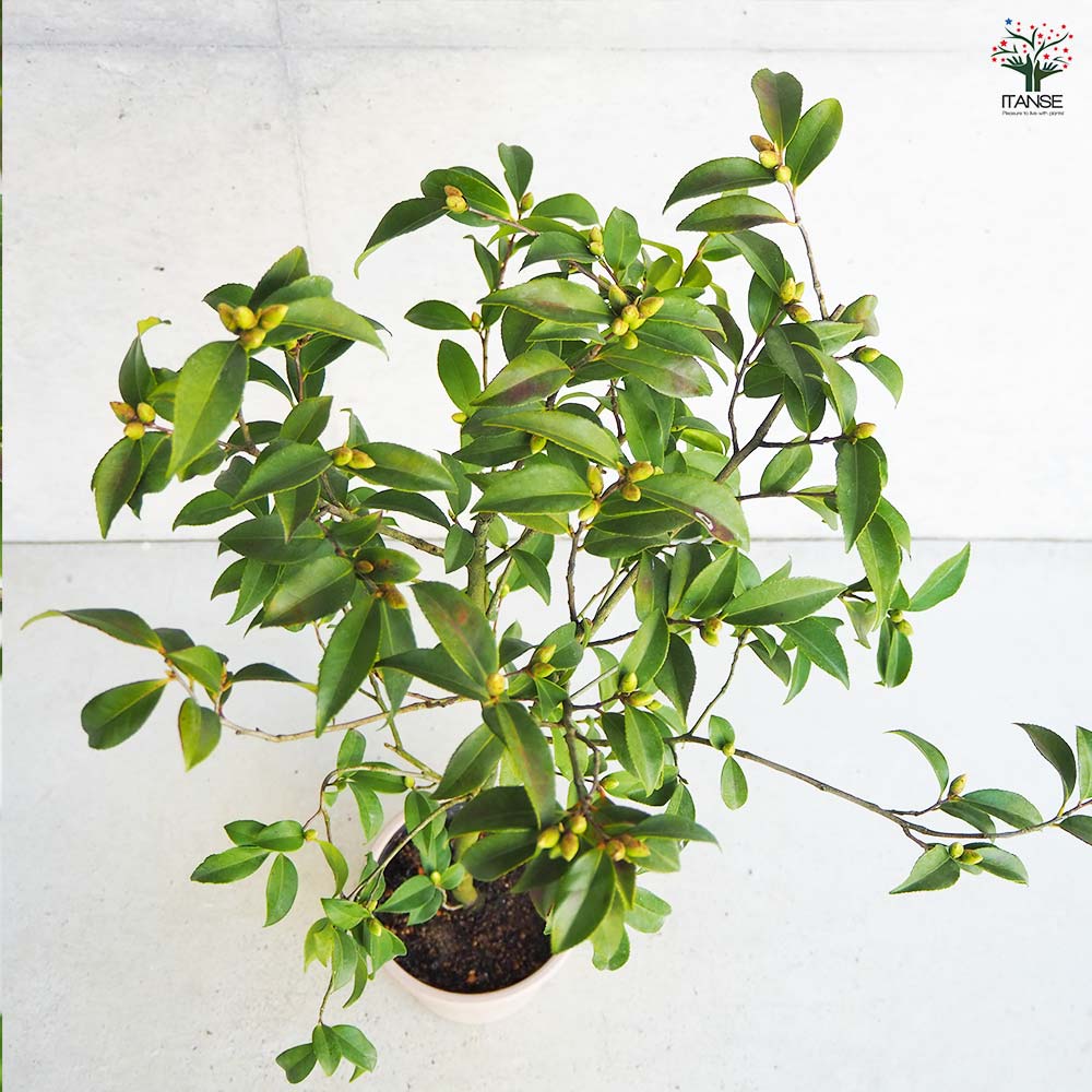 椿 春風 【花木苗 5号Lサイズ／1個売り】｜ 【植物のITANSE